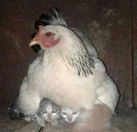 Cursedchicken Rcursedcats