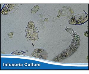 Infusoria Starter Culture – LiveFishFood Australia