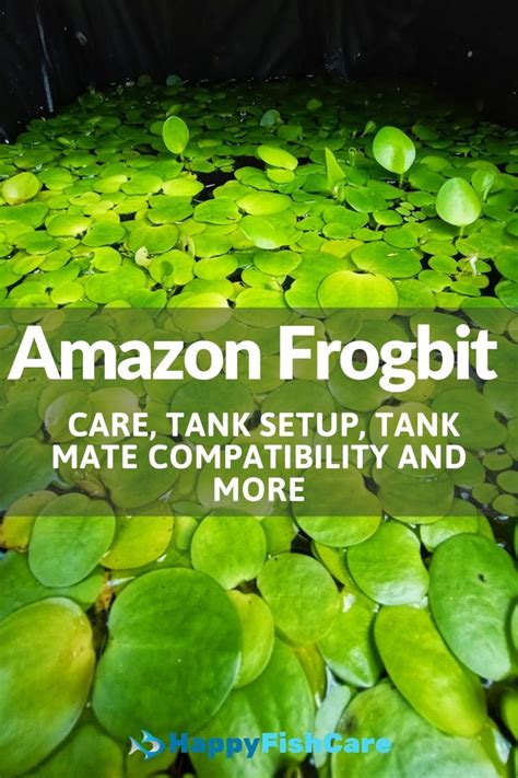 Amazon Frogbit Care Planted Aquarium Freshwater Aquarium Plants