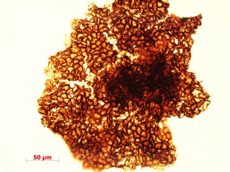 Billion Year Old Fossils Reveal Organisms Of Unusual Size Ars