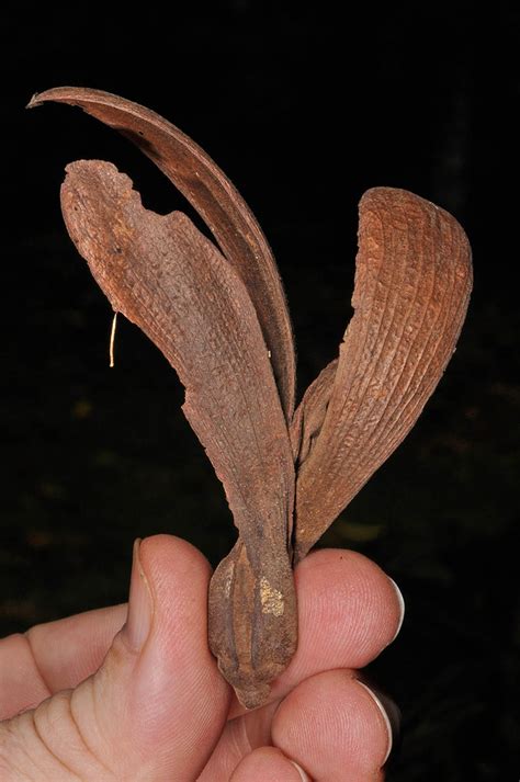 Shorea Contorta Dipterocarpaceae Image At Phytoimages Siu Edu