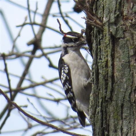 downy woodpecker | Downy woodpecker, Woodpecker, Downy