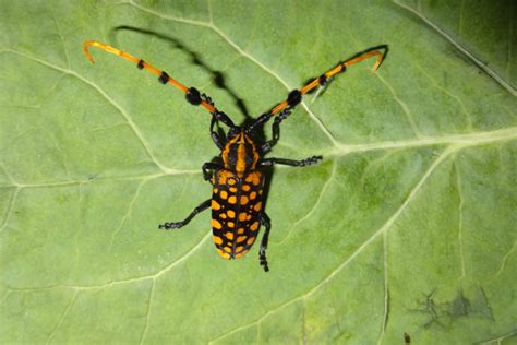 The Trunk Borer Thats Gnawing Away At Fruit Trees In Northeast India