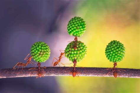 Wallpaper Sunlight Nature Reflection Branch Insect Green Yellow Pollen Ants Color