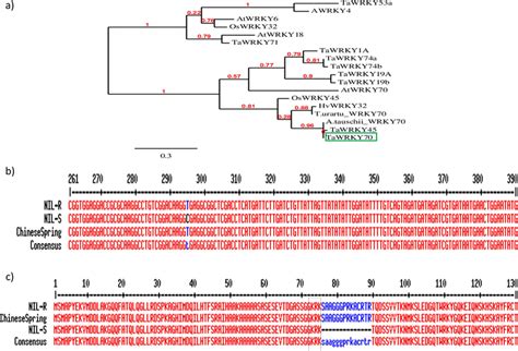 A Phylogenetic Relationships Of Tawrky In Green Box With Other