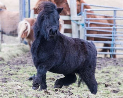 To Yell | My Shetland
