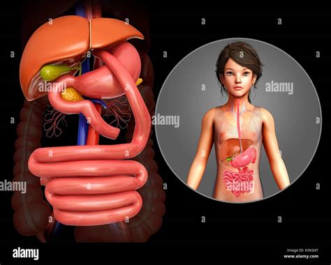 illustration   gastric bypass stock photo alamy