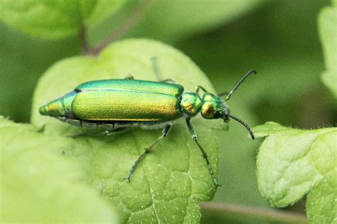 Photos De Lytta Vesicatoria