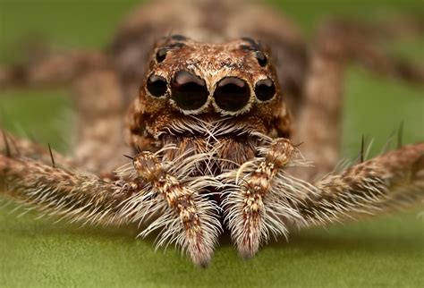 Phaeacius Malayensis Jumping Spider A Stack Of Three Image Flickr