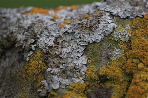 Lichen Mousse Roche Photo Gratuite Sur Pixabay Pixabay