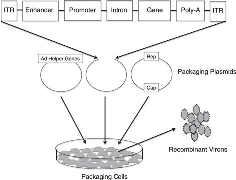 Gene Therapy For Metabolic Diseases Ios Press