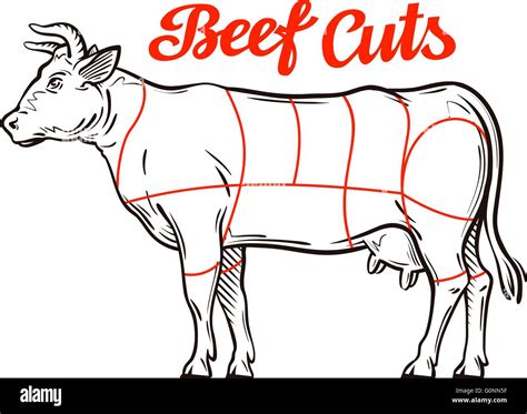 Vector Beef Chart Meat Cuts Butcher Shop Stock Vector Image Art Alamy