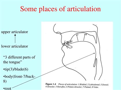 Ppt Spoken Language Phonetics Transcription Articulation