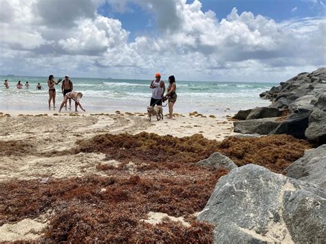 En Esta Playa De Quintana Roo No Existe El Sargazo Infobae