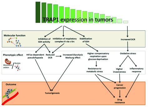 Hierarchical Effects Of Tumor Necrosis Factor Receptor Associated