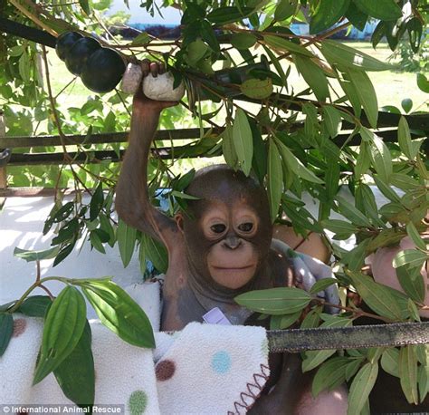 Two Baby Orangutans Meet For The First Time After Being Rescued And