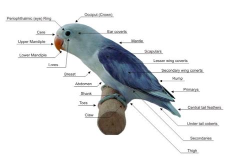 Body Parts Of Parrot