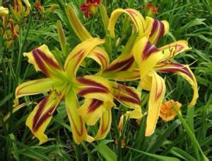 Petal Pusher Daylilies Spiders Ufos Polys Day Lilies Daylilies