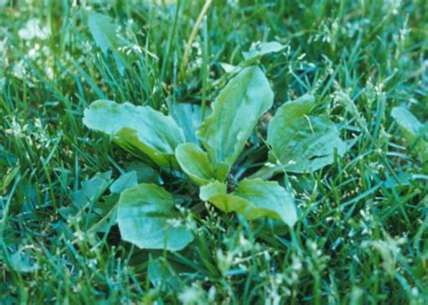 Broadleaf Weed Identification Guide Australia Myhometurf