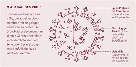 Vetmeduni Im Gespr Ch Coronavirus Steckbrief Eines Unheilbringers