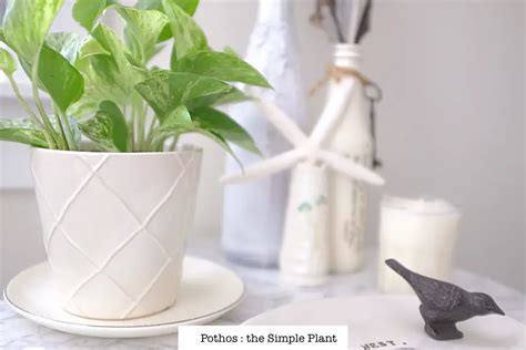 Pothos Houseplants Easy Low Light Plant | Simply Living NC