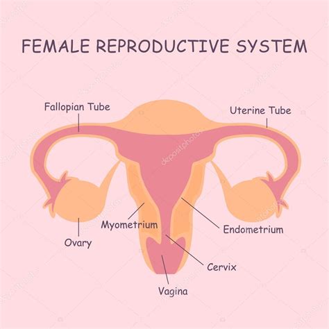 Sistema Reproductor Humano Femenino Organo De La Mujer Ilustracion De