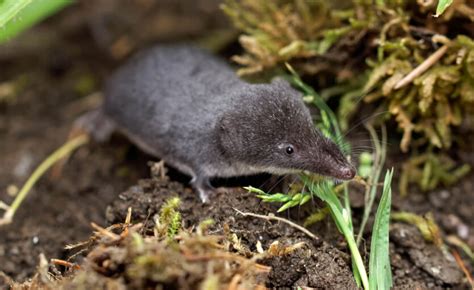 Southern Short Tailed Shrew