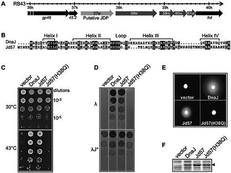 Analysis Of The Various J Domain Chimera Phenotypes In Vivo A The