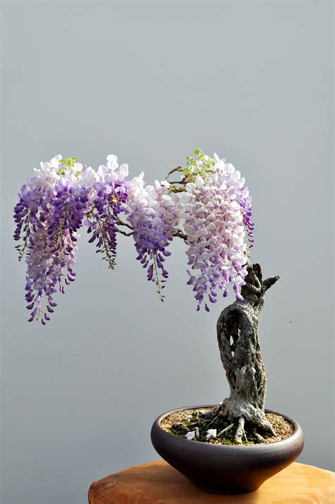 Of The Most Beautiful Bonsai Trees Ever