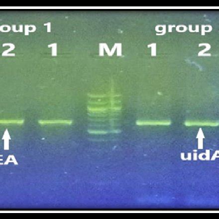 Specificity And Sensitivity Of Multiplex PCR For Ten Lactobacillus