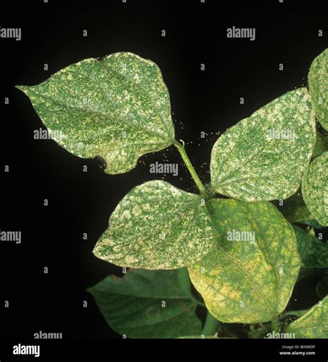 Two spotted spider mites (Tetranychus urticae) damage & webbing to ...