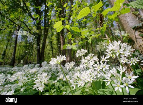 Wild Garlic Ramsons Allium Ursinum Carpet Flowering In Woodland