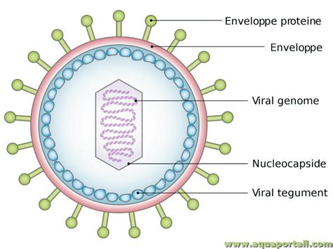 Enveloppe Virale D Finition Et Explications