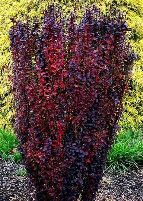 Berberis Thunbergii Helmond Pillar Upright Red Japanese Barberry