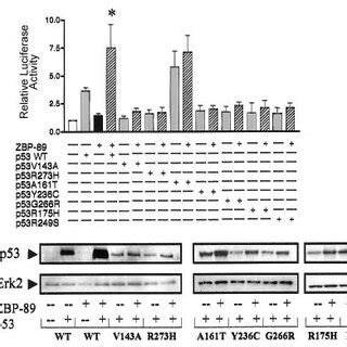 Regulation Of P21 Waf1 Luc By Wild Type WT Or Mutant P53 With Or