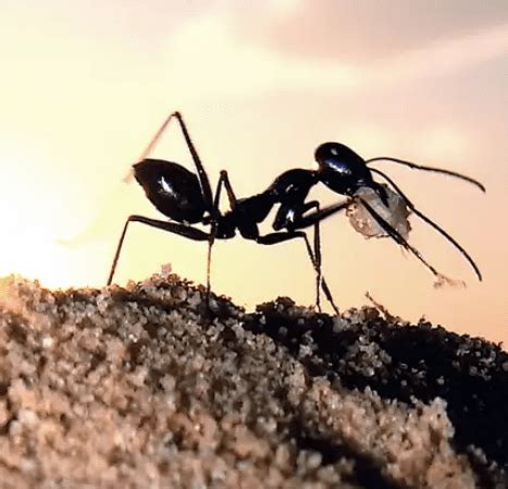 How do Desert Ants find their way home? | SIMILAR BUT DIFFERENT IN THE ...