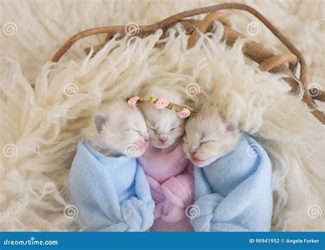 Three Tiny Adorable Kittens In A Basket Stock Photo Image Of Sleeping