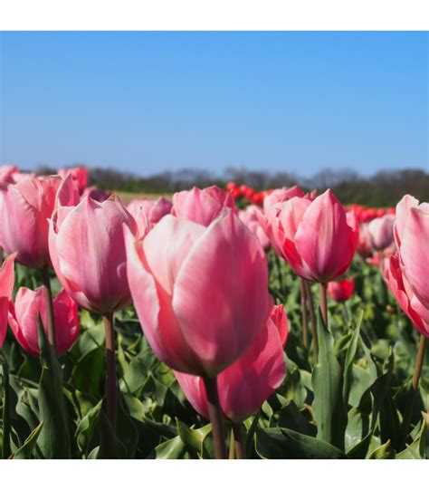 BIO Tulipa Salmon Impression 10 St