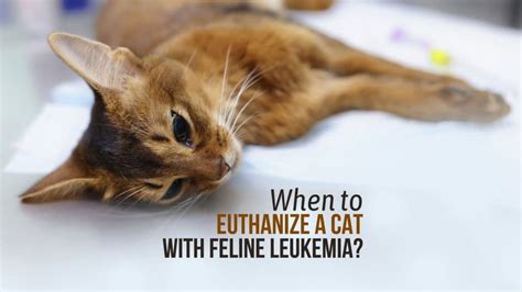 When To Euthanize A Cat With Feline Leukemia?