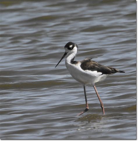 Backyard Bird Cam - American Avocet