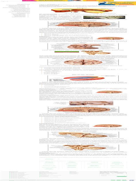 Diencéfalo Sistemas Aula De Anatomia Pdf Hipotálamo Tálamo