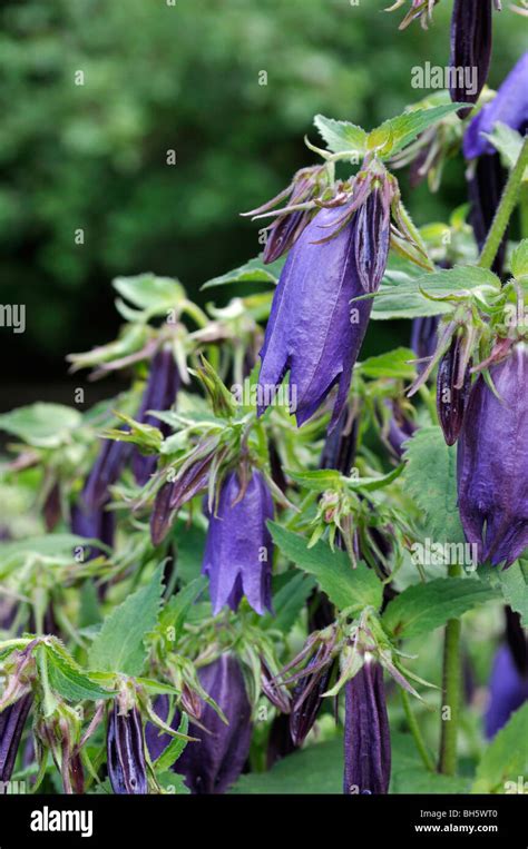 Spotted Bellflower Campanula Punctata Kent Belle Stock Photo Alamy