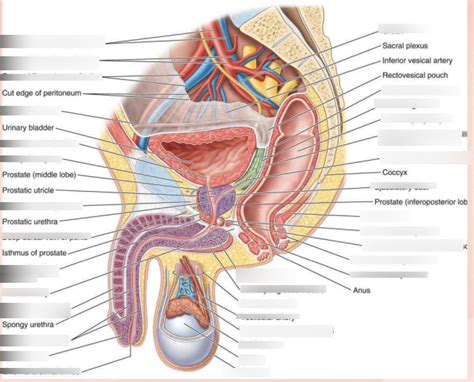 Male Pelvic Hemisection Anatomy Diagram | Quizlet