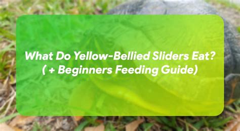 What Do Yellow Bellied Sliders Eat Beginners Feeding Guide