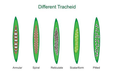 Tracheids are elongated plant cells that transport water and provide ...