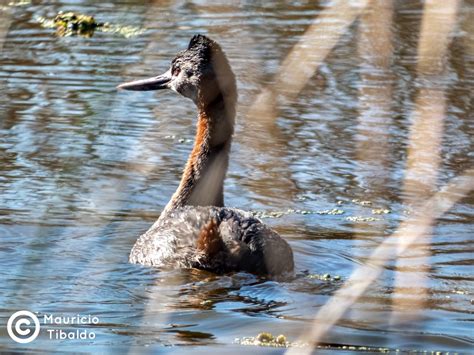 Maca Grande Podiceps Major Great Grebe Mauricio Tibaldo Flickr