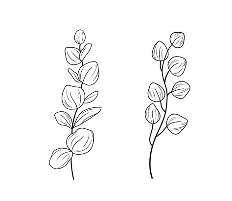 Eucaliptus Branches Line Art Drawing Set Vector Illustration With