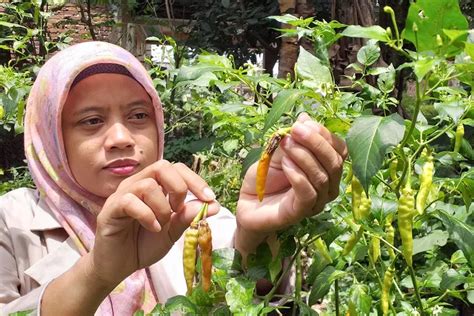 Ini Dia Langkah Mudah Membasmi Hama Lalat Buah Yang Banyak Menyerang