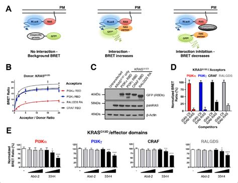 RAS Effector BRET Biosensors And Interference Of KRAS Effector