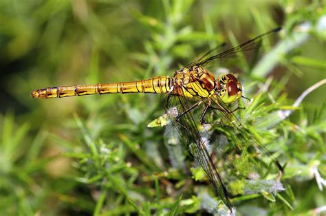 Female Common Darter Photograph by Colin Varndell